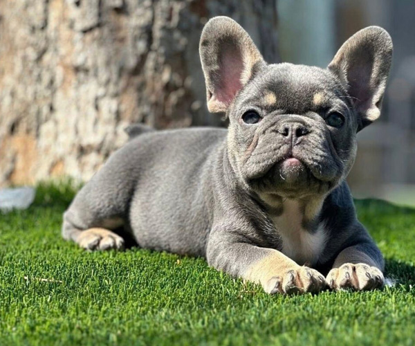 PetTurf-1
